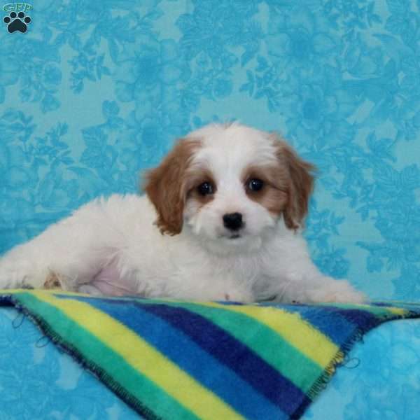 Kaleb, Cavapoo Puppy